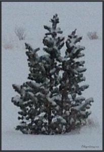 Evergreen in April -b