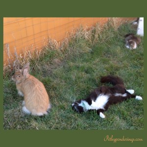 Cats n Rabbits 01